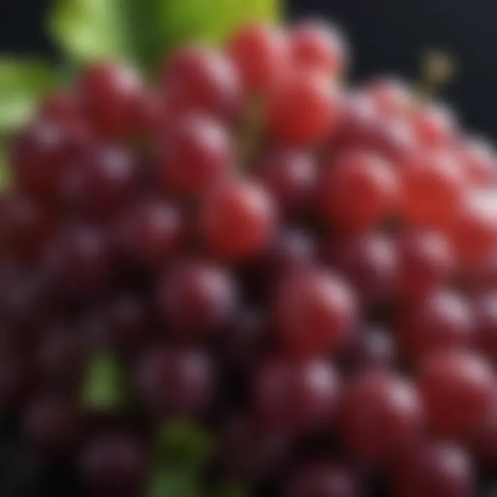 A close-up view of a cluster of fresh Japanese grapes showcasing their vibrant colors and textures.