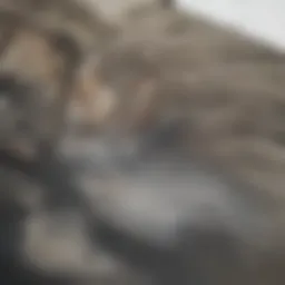 A vibrant mural depicting Zulu culture on a building in Paris, Texas