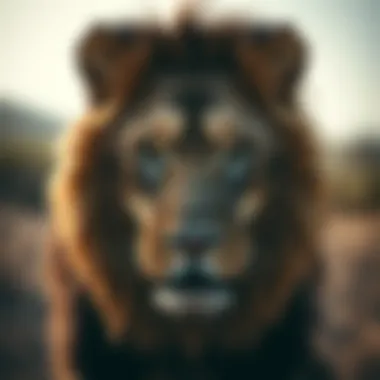 The Eye of the Lion: Perspectives on Symbolism and Cultural Significance Introduction The Eye of the Lion: Perspectives on Symbolism and Cultural Significance Introduction